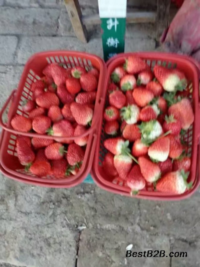 草莓供应