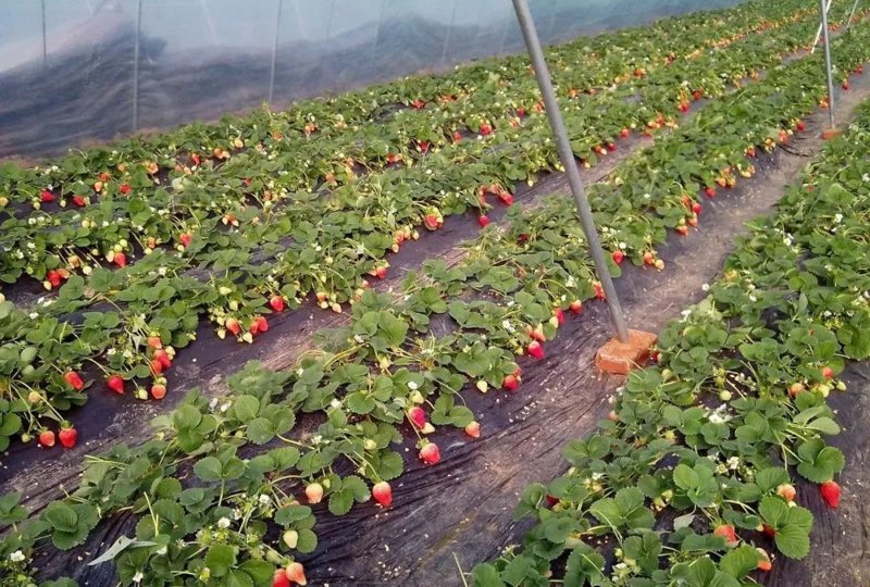 大棚草莓